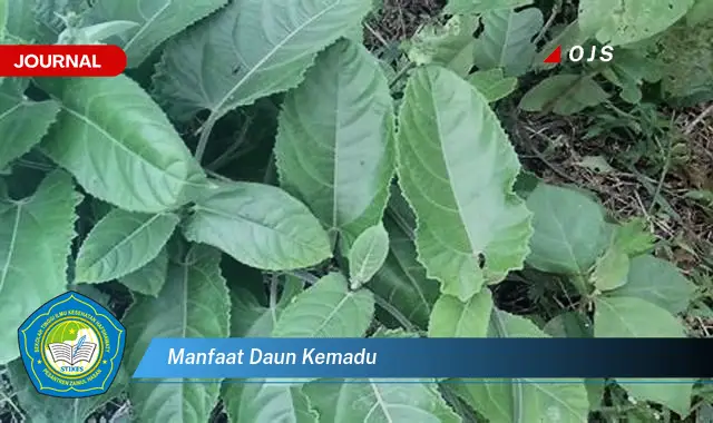 manfaat daun kemadu