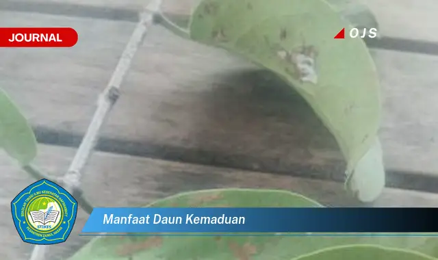 Ketahui 9 Manfaat Daun Kemaduan untuk Kesehatan Tubuh Anda