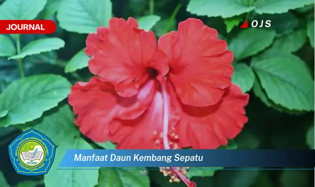 manfaat daun kembang sepatu