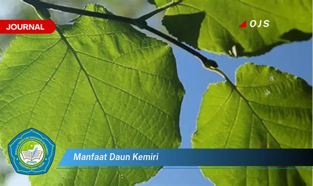 manfaat daun kemiri