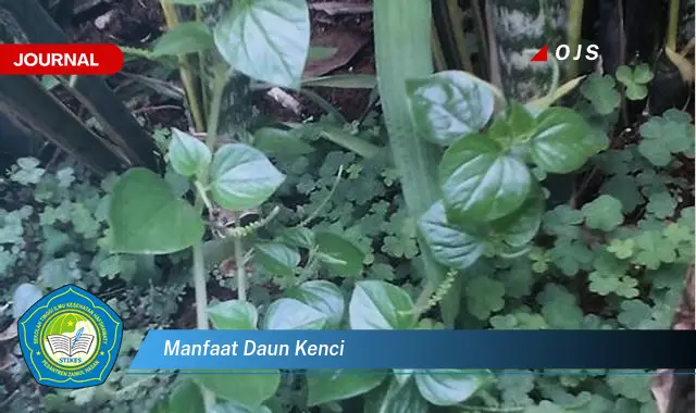 manfaat daun kenci