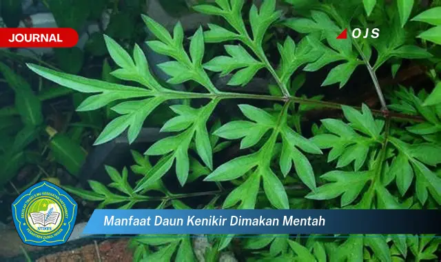 manfaat daun kenikir dimakan mentah