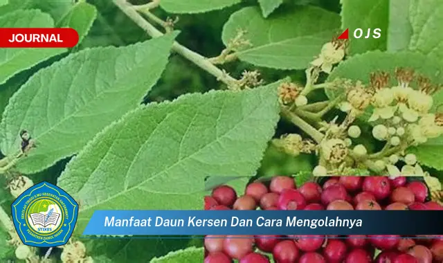 Ketahui 8 Manfaat Daun Kersen untuk Kesehatan dan Cara Mengolahnya dengan Mudah