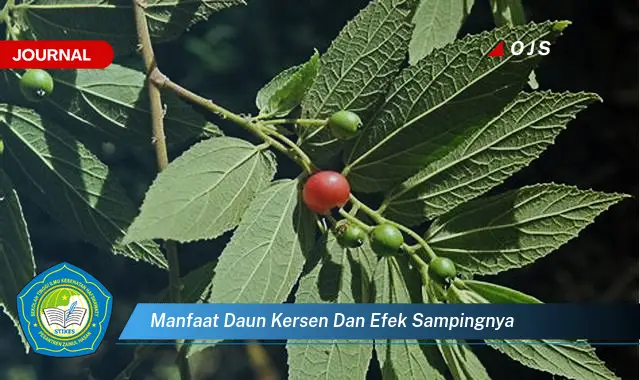 manfaat daun kersen dan efek sampingnya