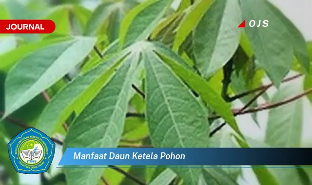 manfaat daun ketela pohon