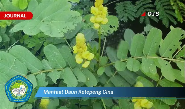 manfaat daun ketepeng cina