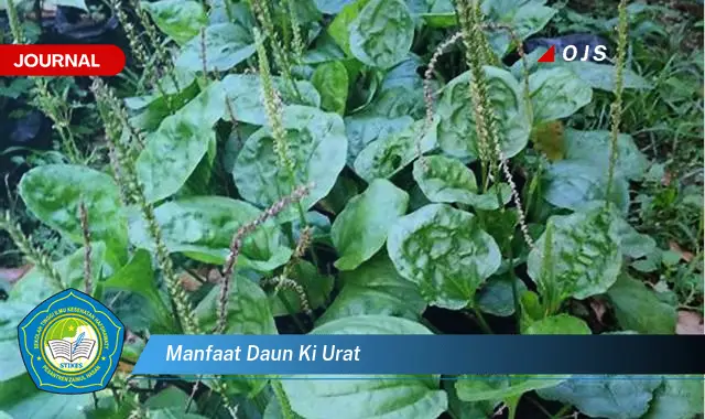 manfaat daun ki urat