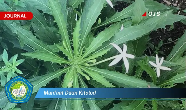 manfaat daun kitolod