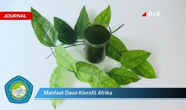 manfaat daun klorofil afrika