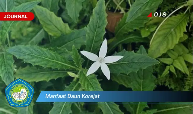 manfaat daun korejat