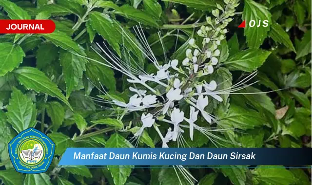 manfaat daun kumis kucing dan daun sirsak