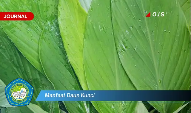 manfaat daun kunci