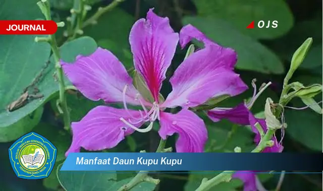 manfaat daun kupu kupu