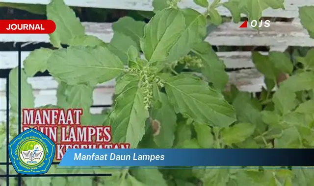 manfaat daun lampes