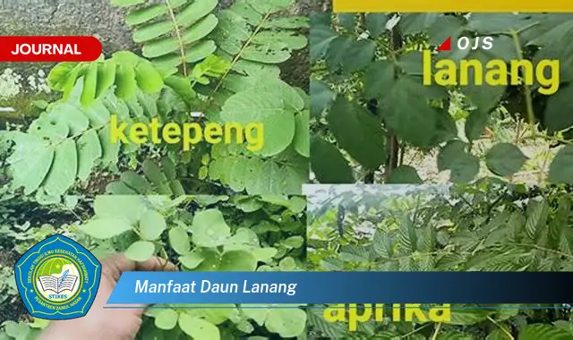 manfaat daun lanang