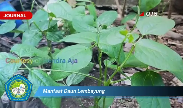 manfaat daun lembayung