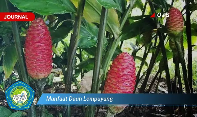 manfaat daun lempuyang