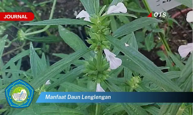 manfaat daun lenglengan