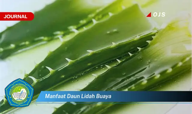 manfaat daun lidah buaya