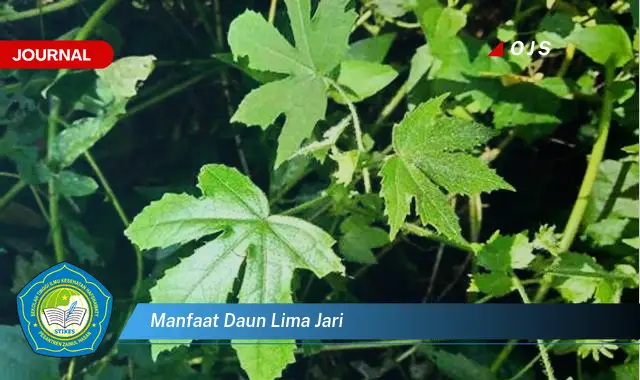 manfaat daun lima jari