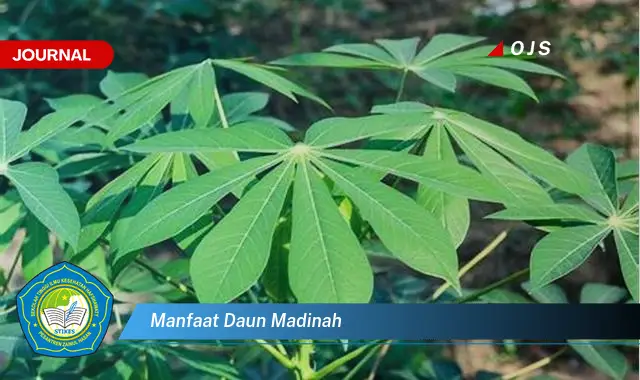 manfaat daun madinah