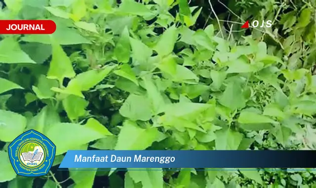 manfaat daun marenggo