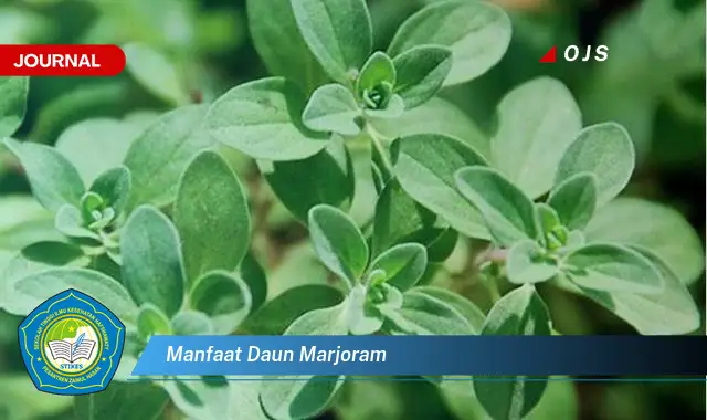 manfaat daun marjoram