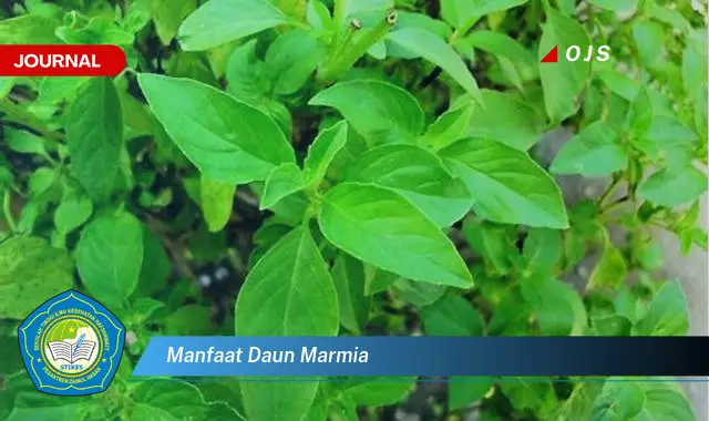 manfaat daun marmia