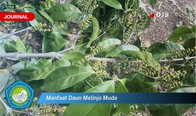 manfaat daun melinjo muda