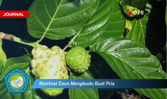 manfaat daun mengkudu buat pria