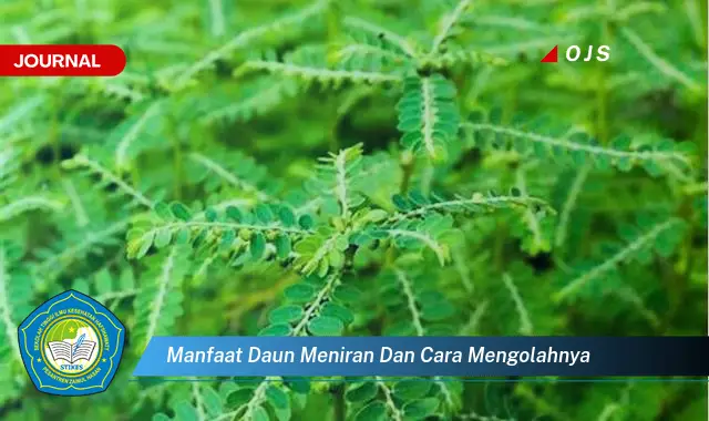 Temukan 6 Manfaat Daun Meniran yang Wajib Kamu Ketahui - E-Journal