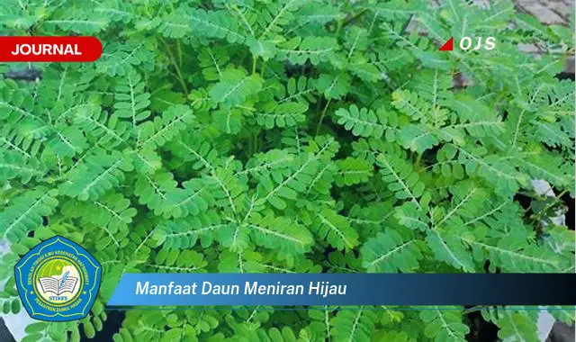 manfaat daun meniran hijau