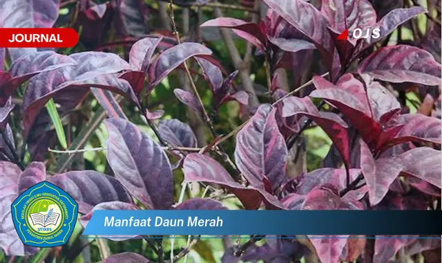 manfaat daun merah