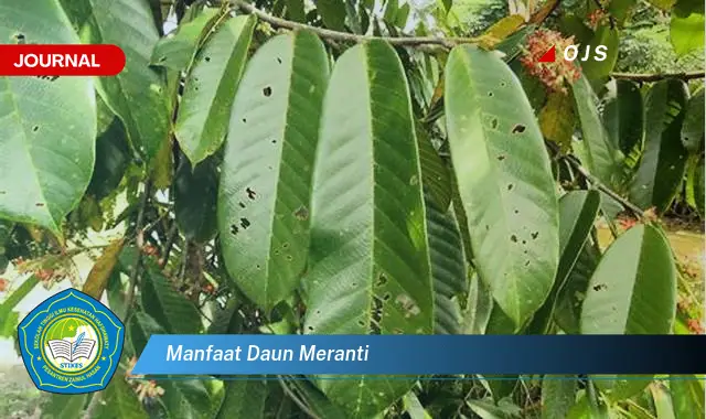 manfaat daun meranti