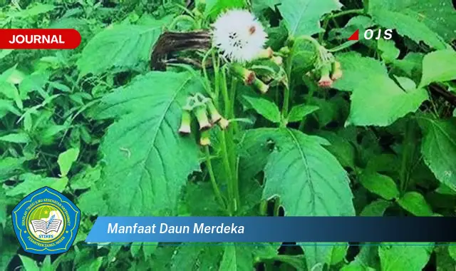 manfaat daun merdeka