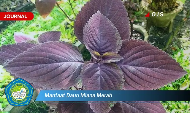 manfaat daun miana merah