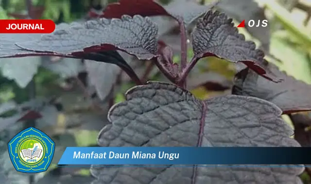 manfaat daun miana ungu