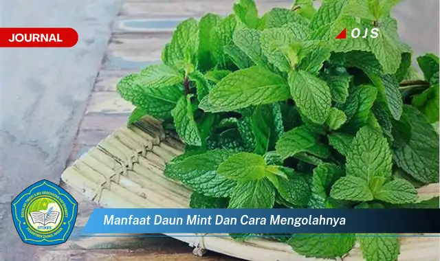 manfaat daun mint dan cara mengolahnya