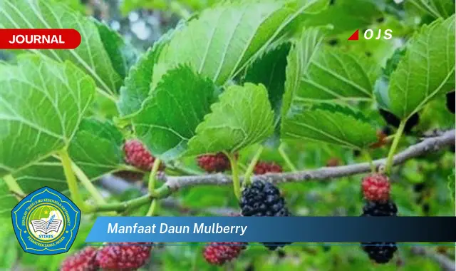 manfaat daun mulberry