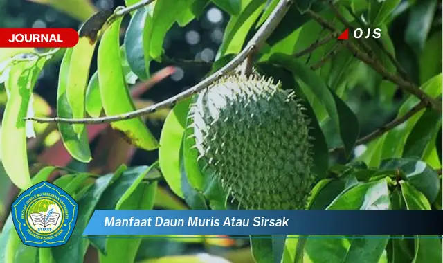 manfaat daun muris atau sirsak