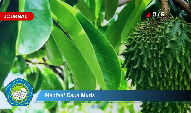 manfaat daun muris