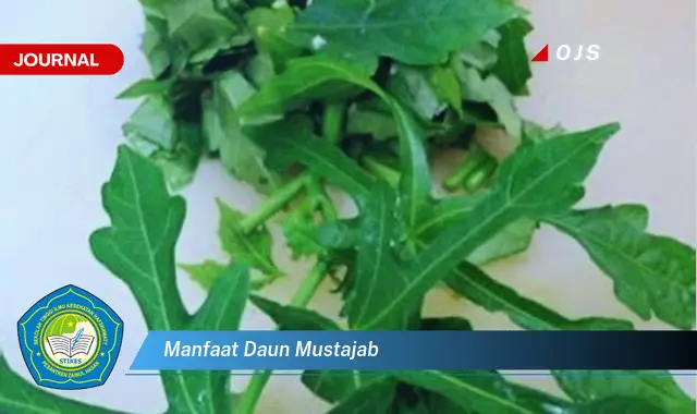 manfaat daun mustajab