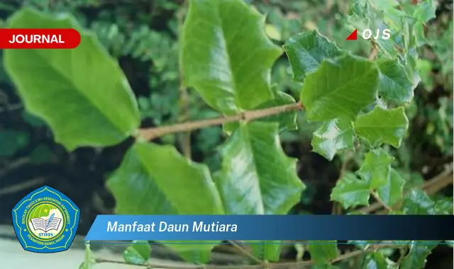 manfaat daun mutiara