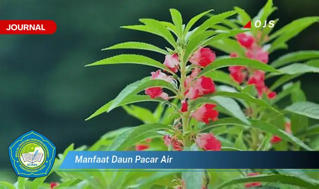 Ketahui 8 Manfaat Daun Pacar Air untuk Kesehatan dan Kecantikan