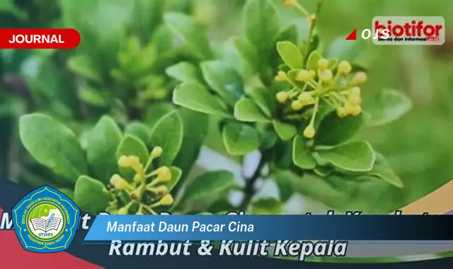 manfaat daun pacar cina