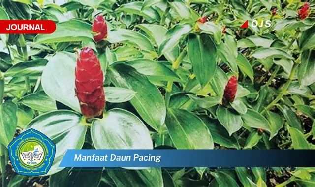 manfaat daun pacing