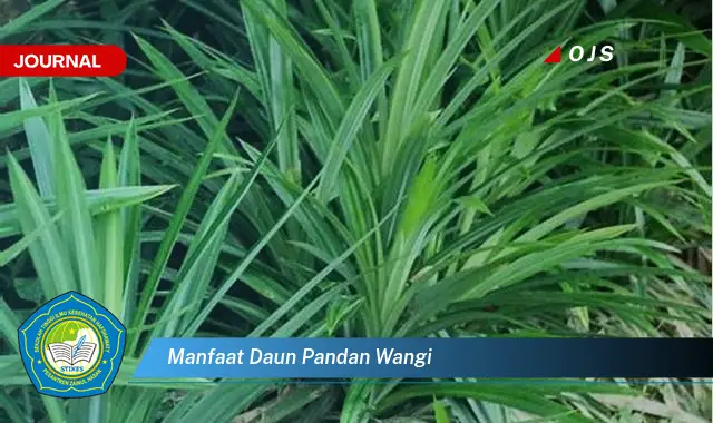 manfaat daun pandan wangi