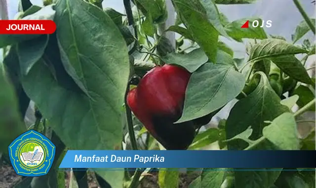 manfaat daun paprika