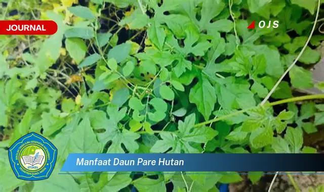 manfaat daun pare hutan