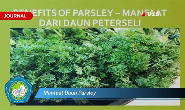 manfaat daun parsley